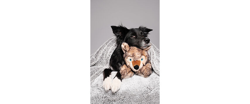 Toys for Pets